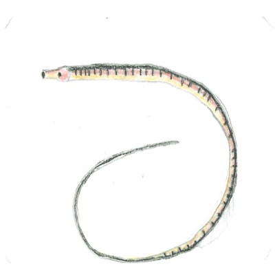 Sullys le nérophis lombric