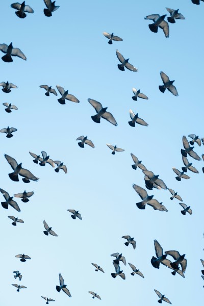 Les anges gardiens