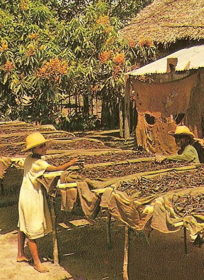 Dorothée, don de Dieu