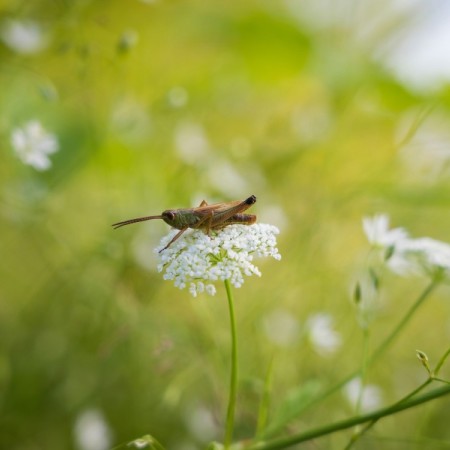 Les créations du SCUBO