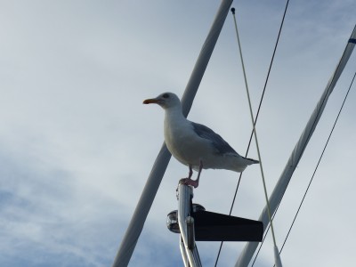 Tout plaquer pour devenir une mouette